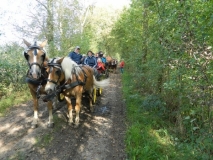 fuchsjagd_201444_20141017_1471070785