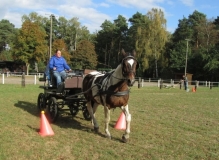 fuchsjagd_201650_20161009_1681059476