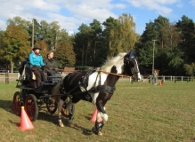 fuchsjagd_201651_20161009_1407259156