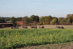 fuchsjagd_201836_20181014_1307471862