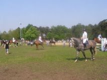 Reittunier-2011-035